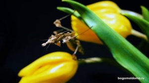 Богомол-скрипка (Gongylus gongylodes) - BogomolDoma