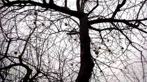 Про яблоню Симиренко , Штрейфлинг и результаты копулировки