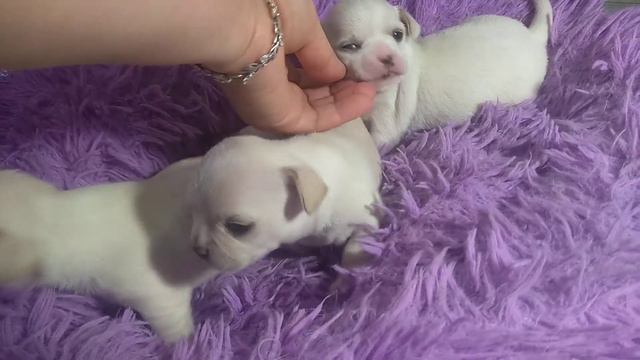 нежные малыши чихуахуа мальчишечки беленькие нежности, Кастропуло Крым продам щенков СИМФЕРОПОЛЬ