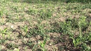 ХИМПРОПОЛКА КУКУРУЗЫ - ГЛАВНОЕ НЕ ЗАБЫТЬ СДЕЛАТЬ!!!