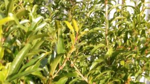 гранат.сорт ХАНСКИЙ