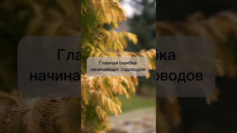 Главная ошибка начинающих садоводов. #бонсай #bonsai #ниваки #сад #андрейдарусенков #садовод