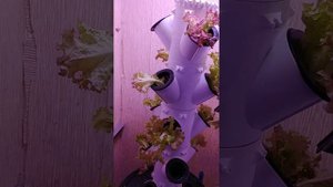 вертикальному выращиванию с гидропоникой радость в доме