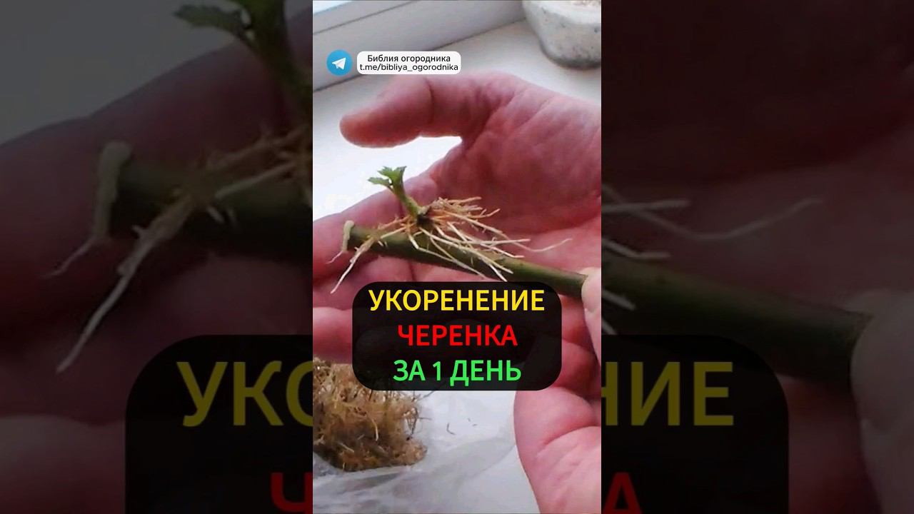 Укореняем черенки за один день:Народный стимулятор роста для черенков #огород #дача #сад #укоренение