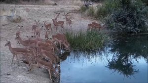 Africam - Rosie's Pan. Impala antelope - Антилопа импала.