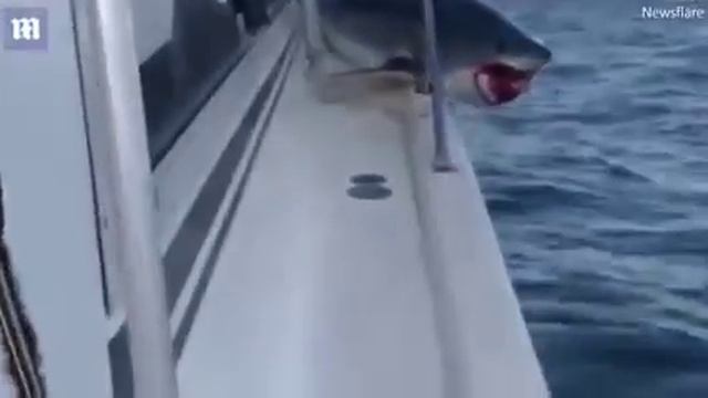 Акула запрыгнула на лодку и застряла смотреть онлайн