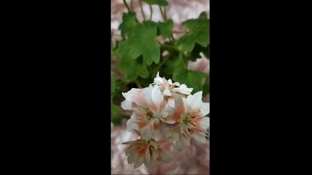 Лучшие сортовые пеларгонии.Звездчатая мини-пеларгония стеллар с "конопушками" Zoe Kathleen. смотреть онлайн