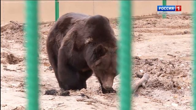 У медведей в Костромском зоопарке появился новый вольер смотреть онлайн