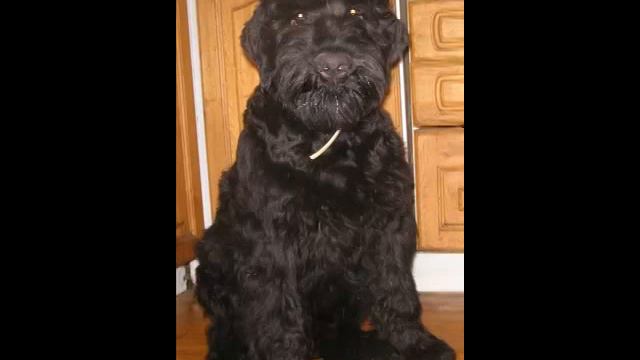 Горыня Мономах из Русской Династии. .mp4 смотреть онлайн