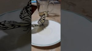 Бабочка Идеа Левконоя🦋 Ужин бабочки🤭 Подарок на ДР🤩.