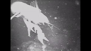 Ловля Речных Раков Зимой