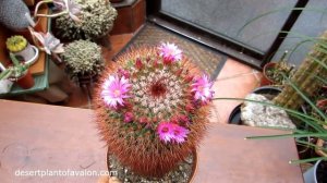 My Mammillaria spinosissima 'Red headed Irishman' in pretty pink flower