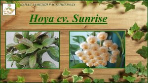 Моя хойя Санрайз (Hoya cv. Sunrise) цветение, условия выращивания