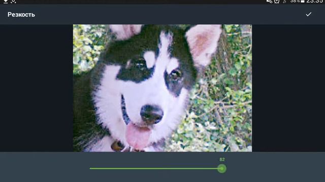 Видео о том, как нужно редактировать своих собак.. Или же: "Обзор Aviary" смотреть онлайн