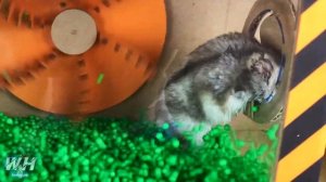 Хомяк пытается выбраться из Ловушки а Монстры Атакуют | Лабиринт с препятствиями | Ищет выход