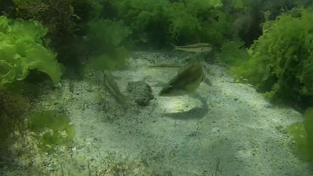 Обитатели Черного моря. Барабуля (султанка) смотреть онлайн