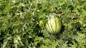 №17.Арбузы растущие на плёнке на 29 июля. Арбуз Дайтона F1. Обзор.
