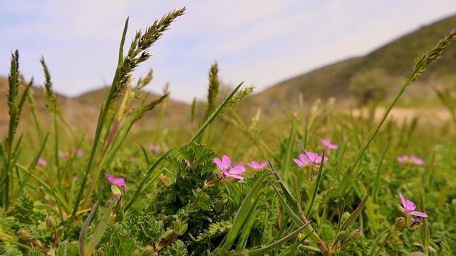 COMMON STORK'S BILL | Outdoor Idaho смотреть онлайн