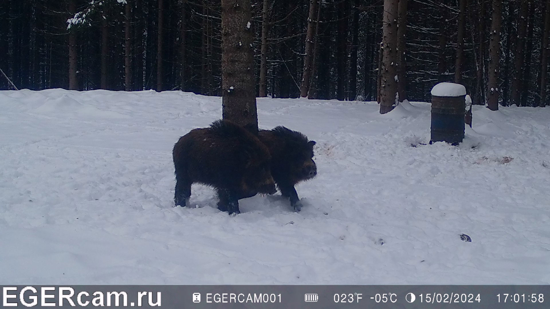 Кабаны. Сходка и чесалка )
Всегда свежие фото и видео с фотоловушек Егерькам.