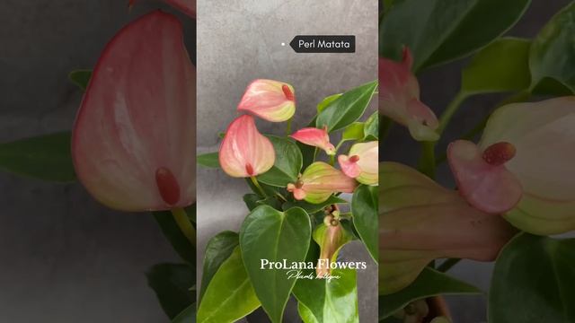 Антуриум Matata / Матата мини-сорт. смотреть онлайн