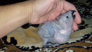 Краснохвостый Жако. Птенец выкормыш . Возраст 28 дней. 13.07.2017г