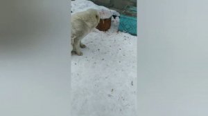 АЛАБАЙ- Как кормить алабая!!!