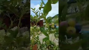 голубика новинки Кахатдин, Калипсо, Титаниум, Мегас блю обзор плодоношения, урожайности1часть