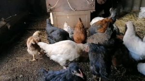 Мои бородатые, хохлатые цыплята / Оставил себе больше 100 цыплят