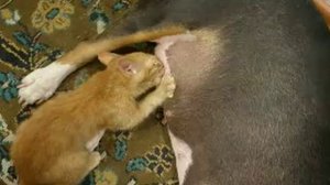 бультерьер кормит котёнка