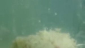 ловля толстолобика  технопланктон   ,пылящий в верх