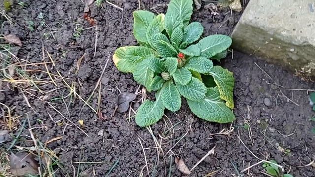 20 декабря Примула зацветает, Краснодаоский край смотреть онлайн