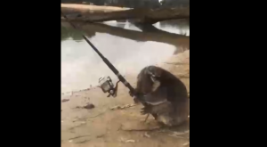 Коала ловит рыбу на удочку
