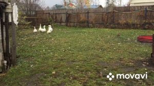 Соединить Гусей в одно стадо/Сложно или Легко
