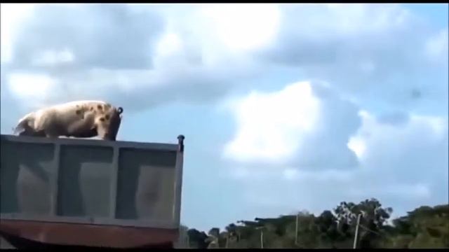 Корова выпрыгнула из грузовика на ходу смотреть онлайн