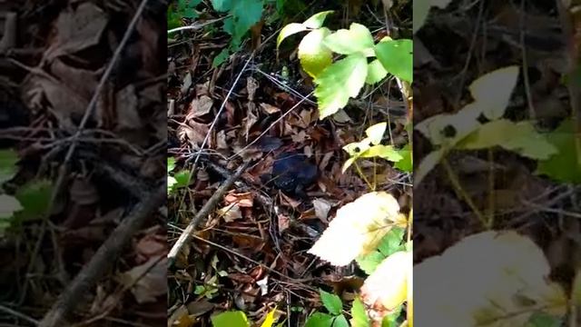 Просто огромная земляная жаба греется на солнышке смотреть онлайн