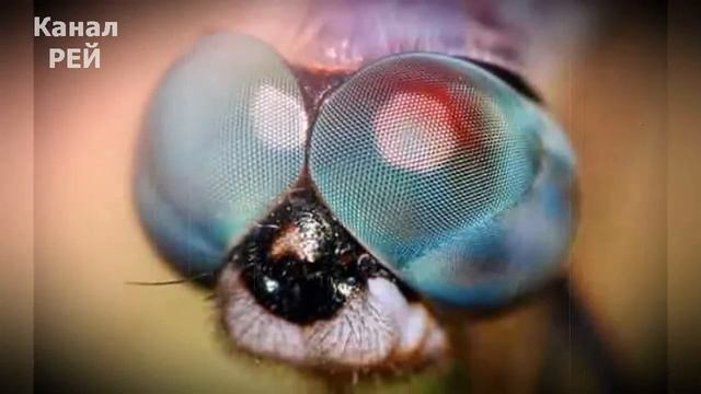 Стрекоза. Полет в будущее.