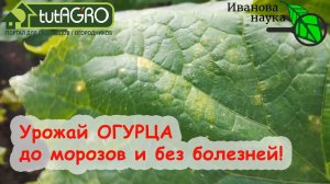 КАК Я СПАСАЮ ОГУРЦЫ ОТ ЖЕЛТИЗНЫ без чудес, доступными средствами. Вот почему огурцы не желтеют!