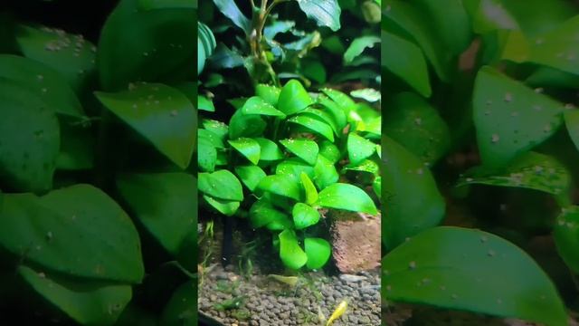 Аквариумные растения? Анубиас "нана петит" Anubias barteri var. "Nana Petite" Shrimp "Yellow neon"?