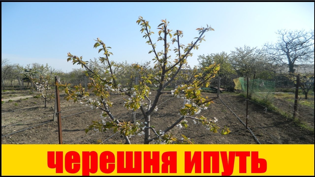 Черешня  Ипуть cerasus avium iput #Ипуть  #саженцы  #ягода
