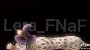 Вайлд крафт тик ток