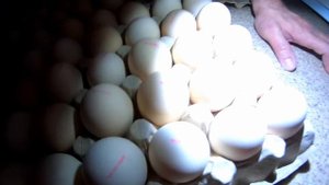 ?❌Не "попадите" как мы!!! Инкубационное яйцо Турция.