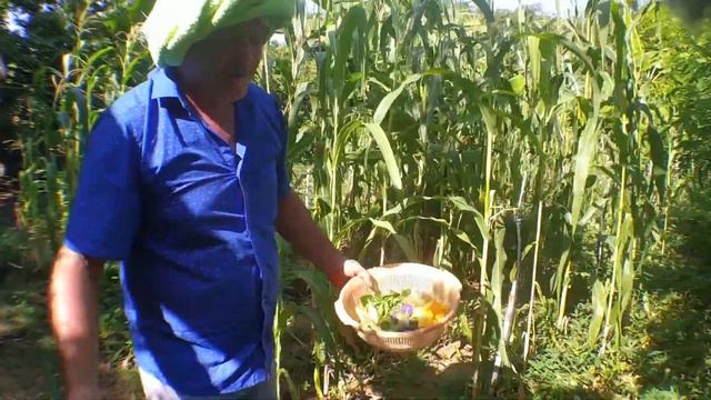 Food Forest Foraging For A Five Star Salad 👉 Wild Food Foraging Edible Plants ✩✩✩✩✩ смотреть онлайн