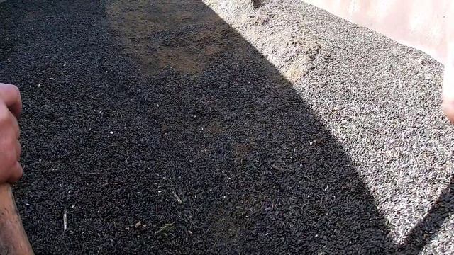 калібруемо соняшник від амброзії шнеком ? смотреть онлайн