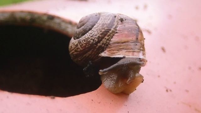 Нескучный огород #3. Клубника в водопроводной трубе. Будет ли урожай? смотреть онлайн