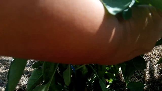 Он меня радует - огород в июле! Перцы, баклажаны и другие растения. смотреть онлайн