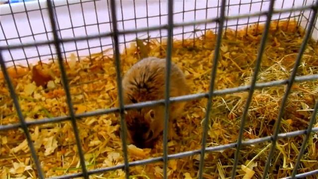 Песчанка. Видео с Песчанками. Песчанка Карликовая Африканская. Карликовые Песчанки. Футаж Грызуны