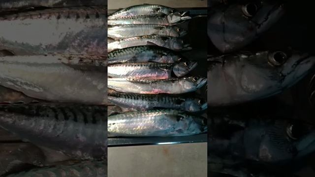 #makrell#norge #скумбрия #рыба смотреть онлайн