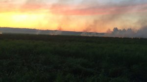 зелёная трава горит