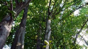 Граб обыкновенный | Carpinus betulus