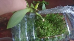 Наращивание корней у деток орхидей 🌱
